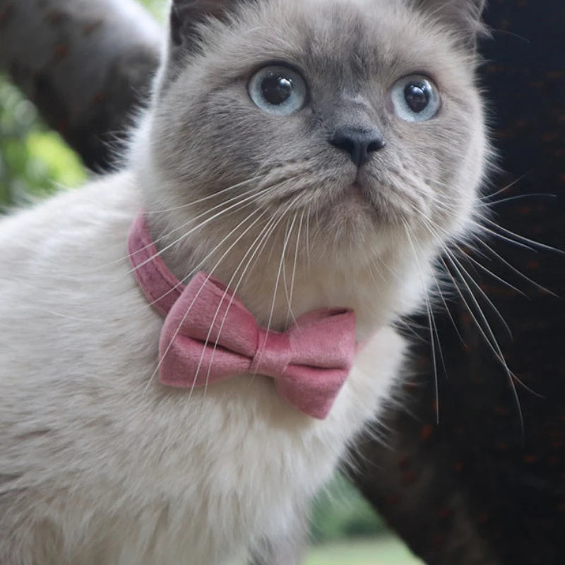 Velvet Cat Collar Solid.